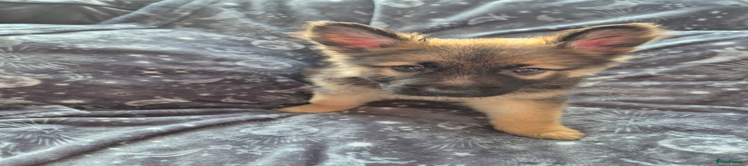 German Shepherd Puppy 1