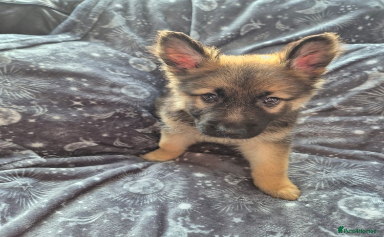 German Shepherd dogs - Advert 1