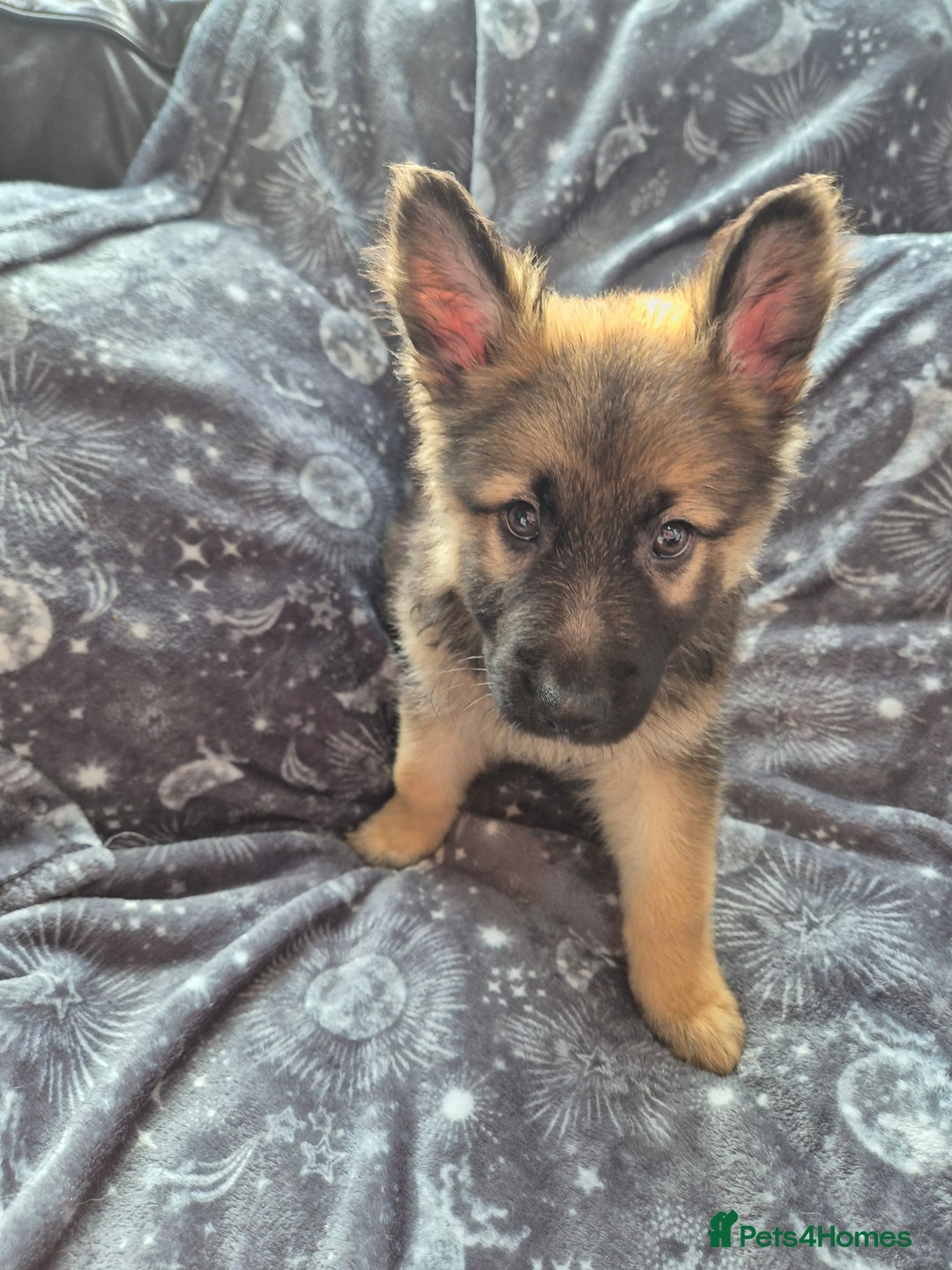 German Shepherd dogs for sale: German Shepard Puppy's 9 weeks  - Image 1