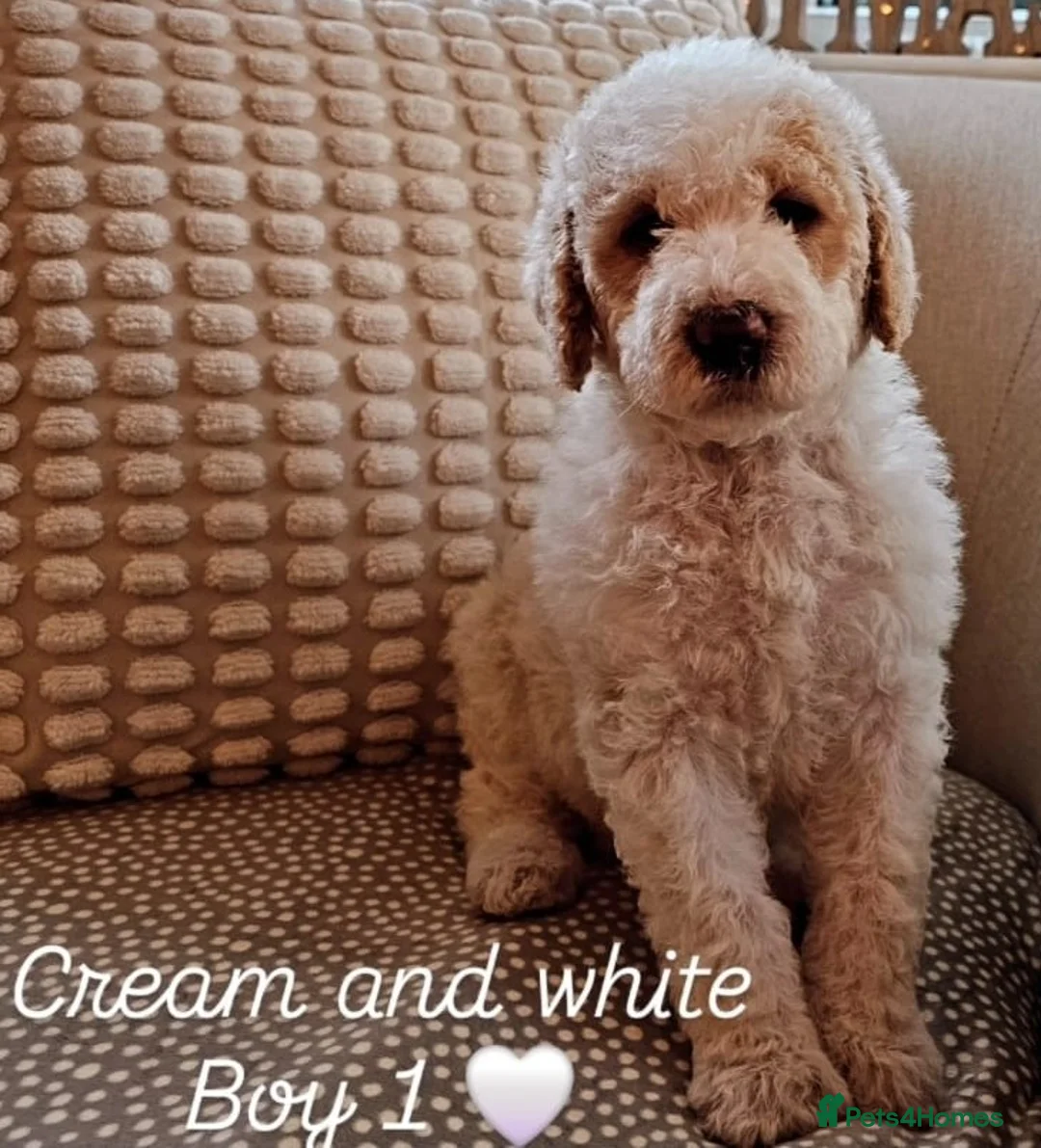 Labradoodle dogs for stud: PROVEN Healthy Labradoodle STUD - HYPOALLERGENIC   - Advert 13