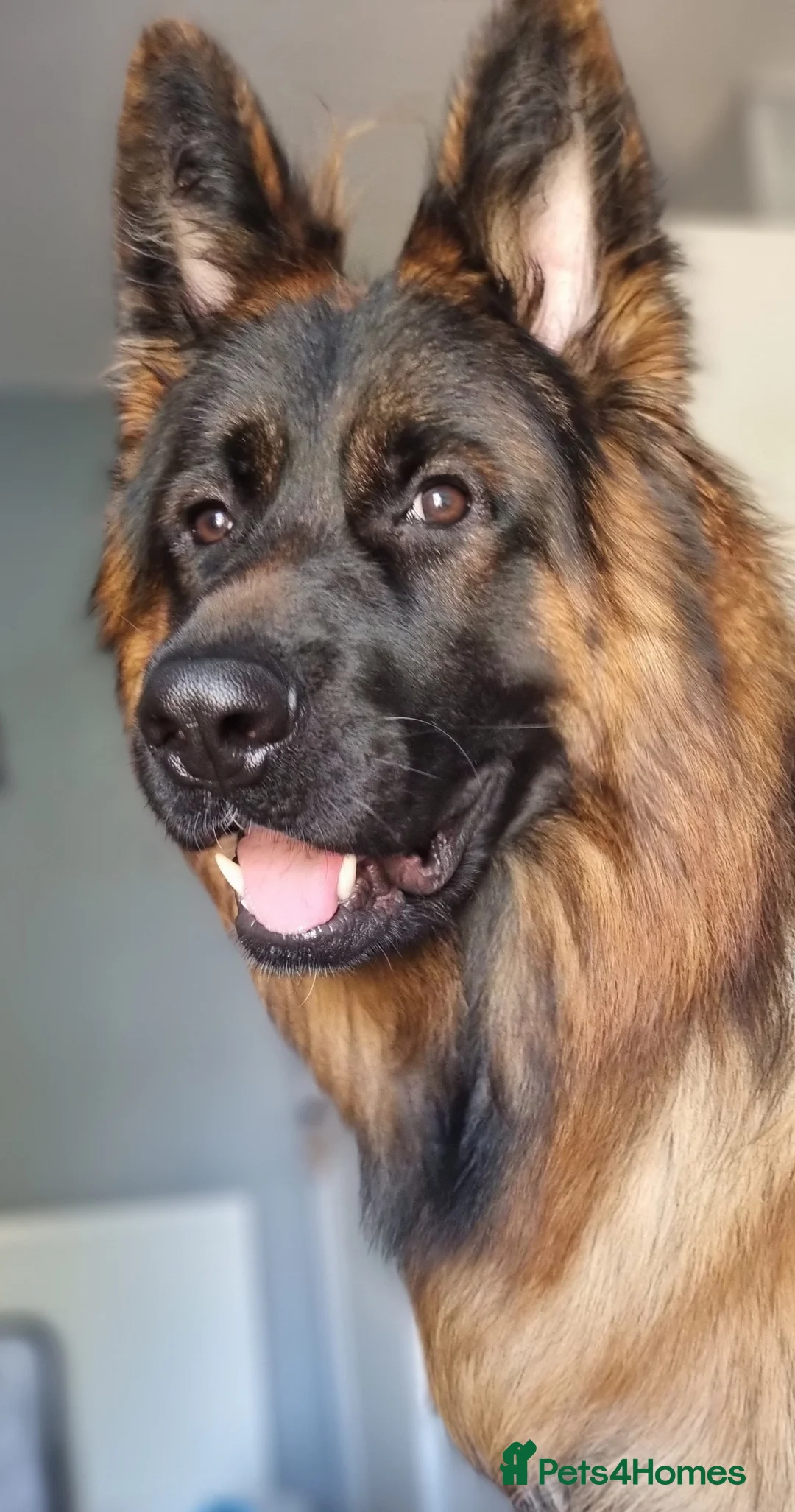 German Shepherd dogs for stud: STUD Mustang german shepherd KC  in Stoke-on-Trent - Advert 13