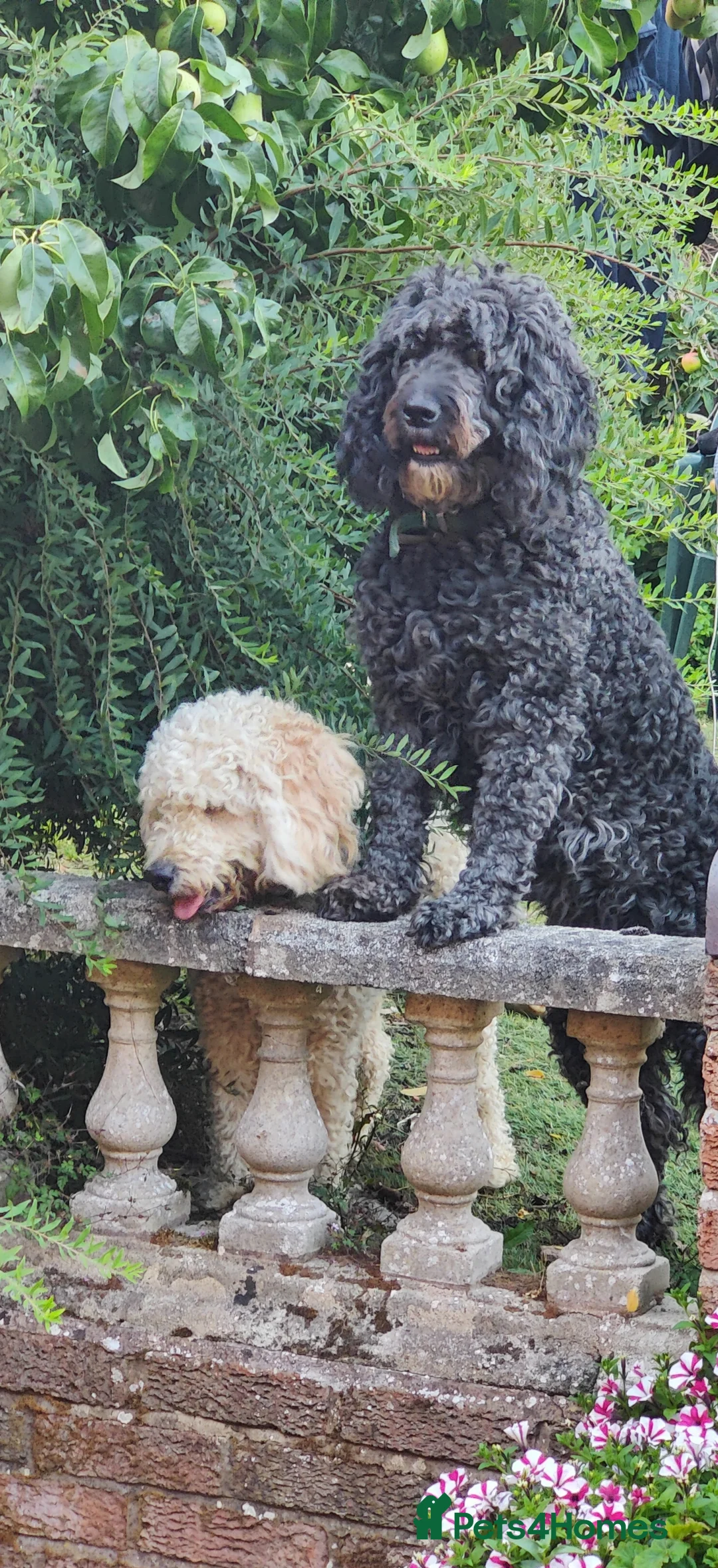 Labradoodle dogs for stud: Beautiful labradoodle for stud - Advert 2