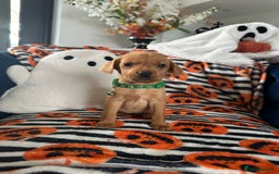 Labrador Retriever dogs for sale: Beautiful fox red Labrador pups - Image 13