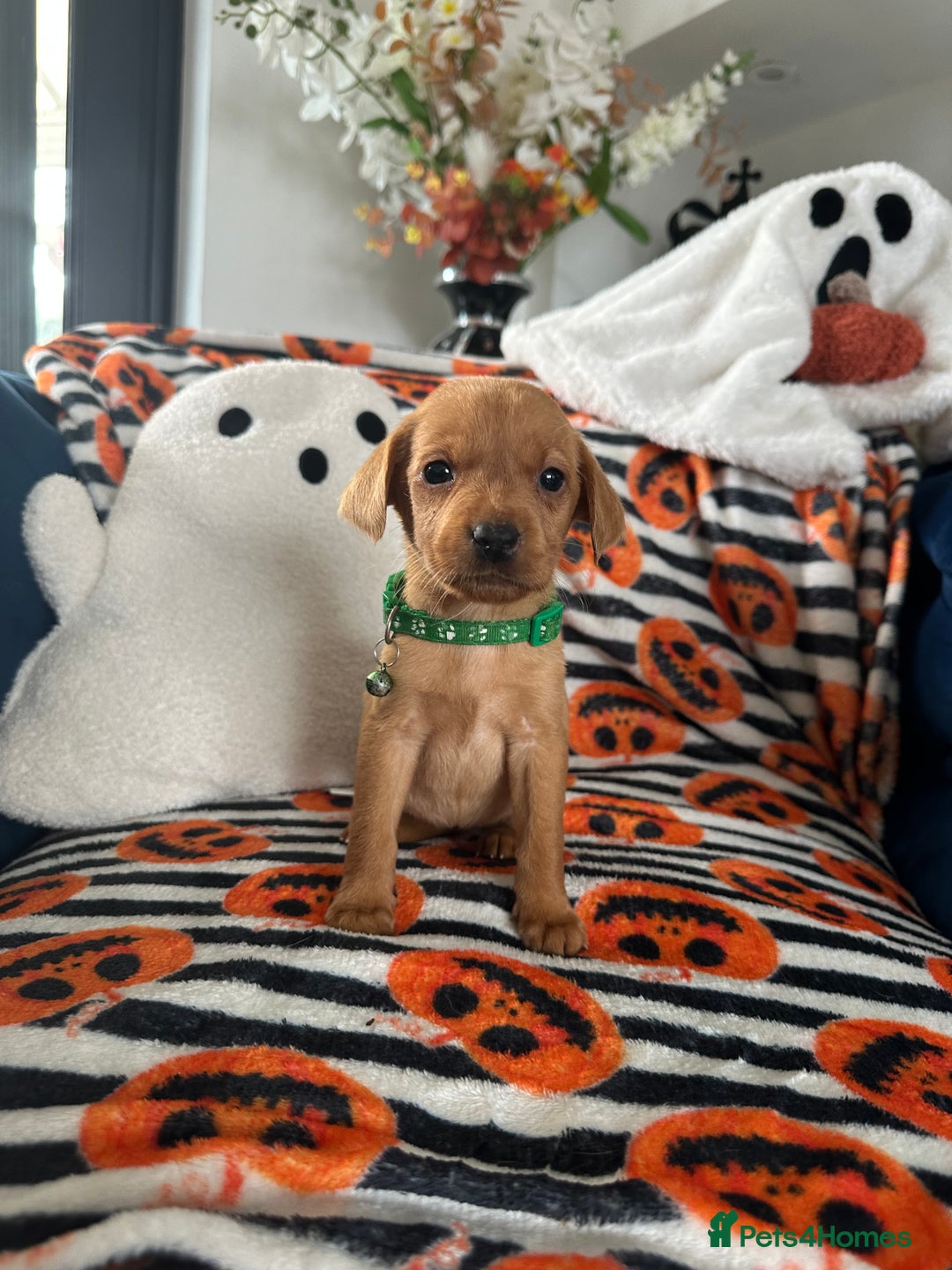 Labrador Retriever dogs for sale: Beautiful fox red Labrador pups - Image 13