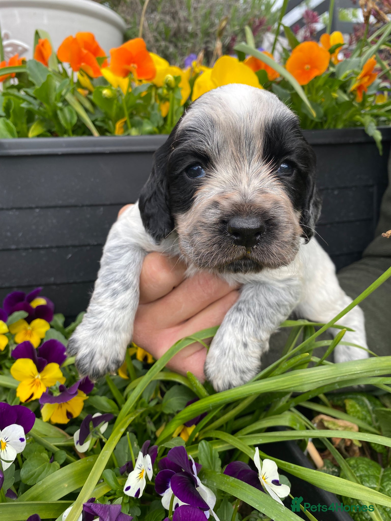 Cocker Spaniel dogs Working Cocker Spaniel Puppies  - Advert 12