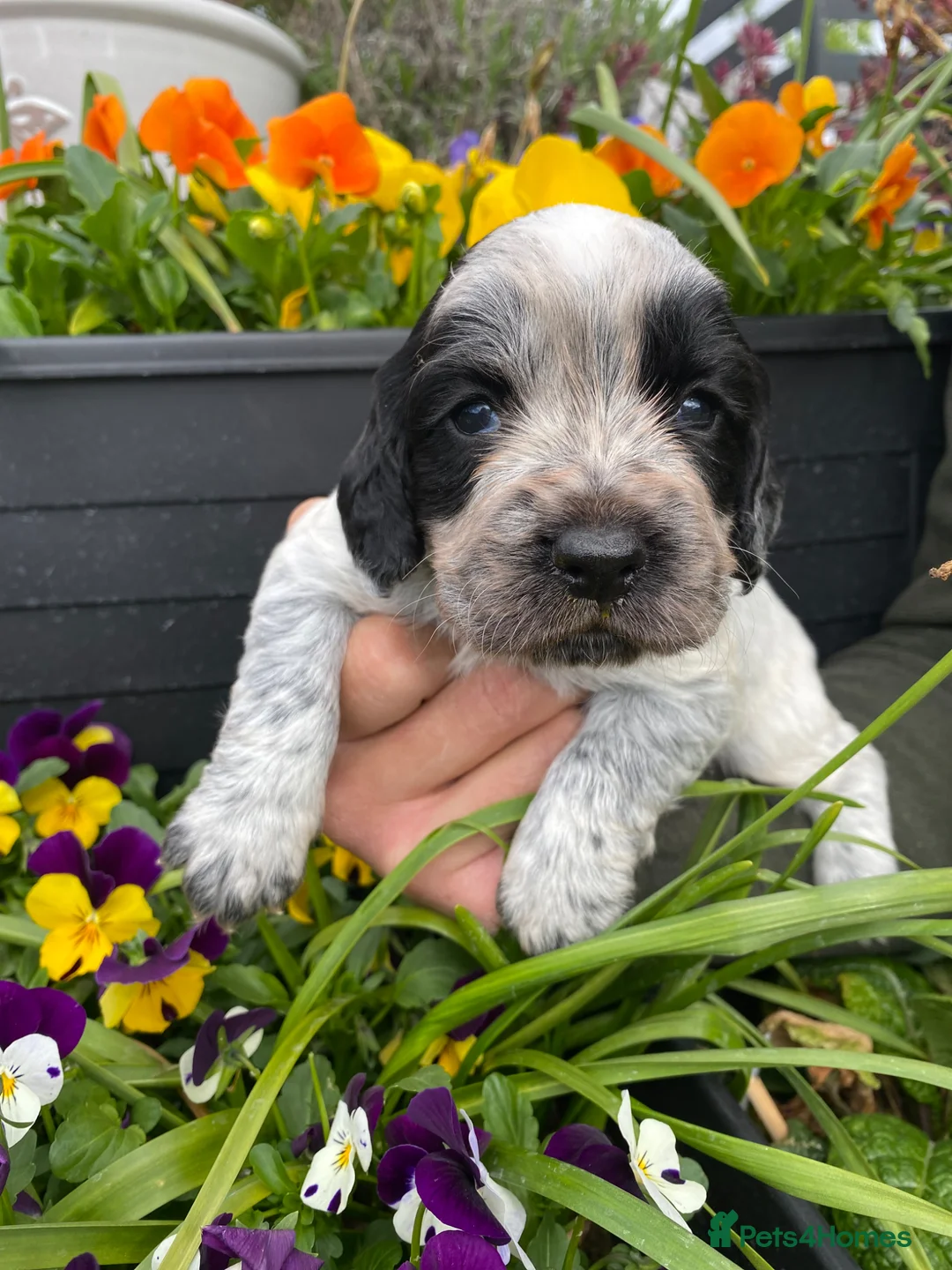 Cocker Spaniel dogs for sale: Working Cocker Spaniel Puppies  - Advert 1