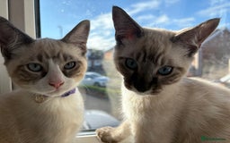 Ragdoll cats for sale: Adorable male kittens looking for loving homes - Image 6