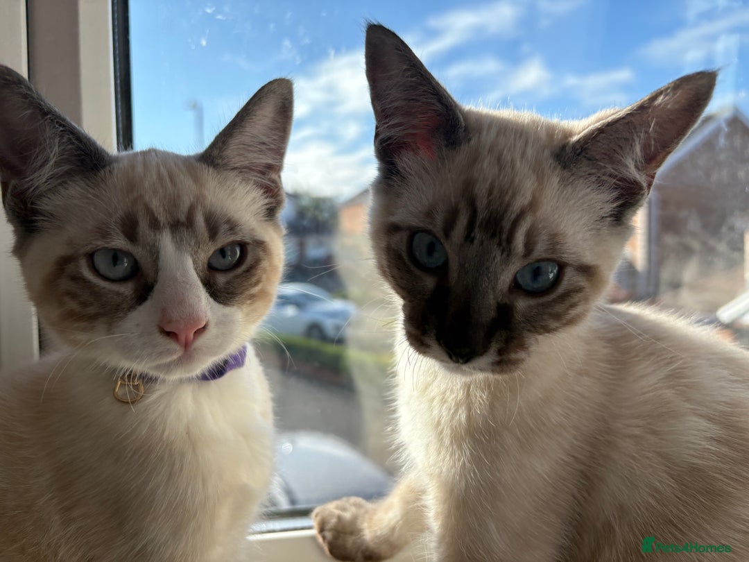 Ragdoll cats for sale: Adorable male kittens looking for loving homes - Image 6