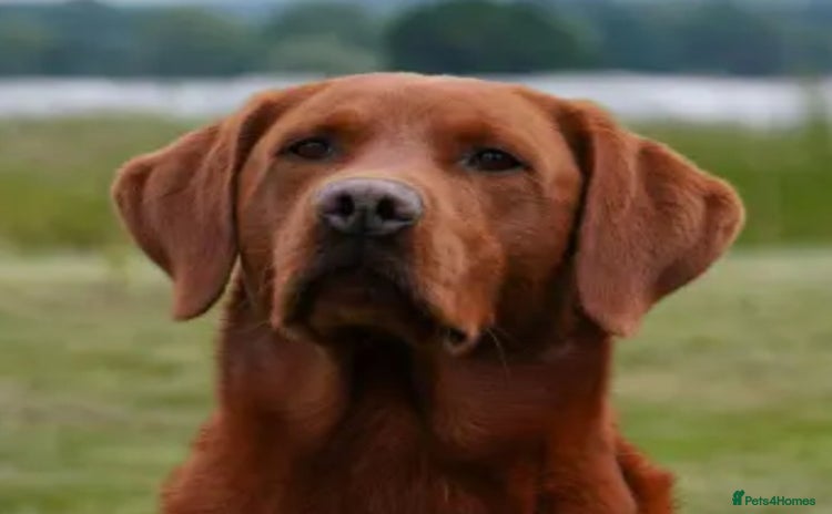 Labrador Retriever dogs - Advert 13