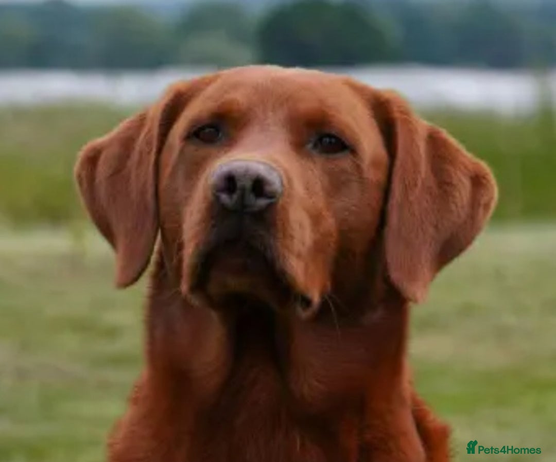 Labrador Retriever dogs for sale: Fox red pups by Mochuto Hot off the Press - Image 1