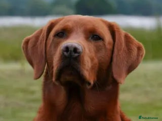 Labrador Retriever dogs - Advert 16