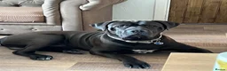 Mixed Breed dogs for sale: DDB X Dalmatian  - Advert 2