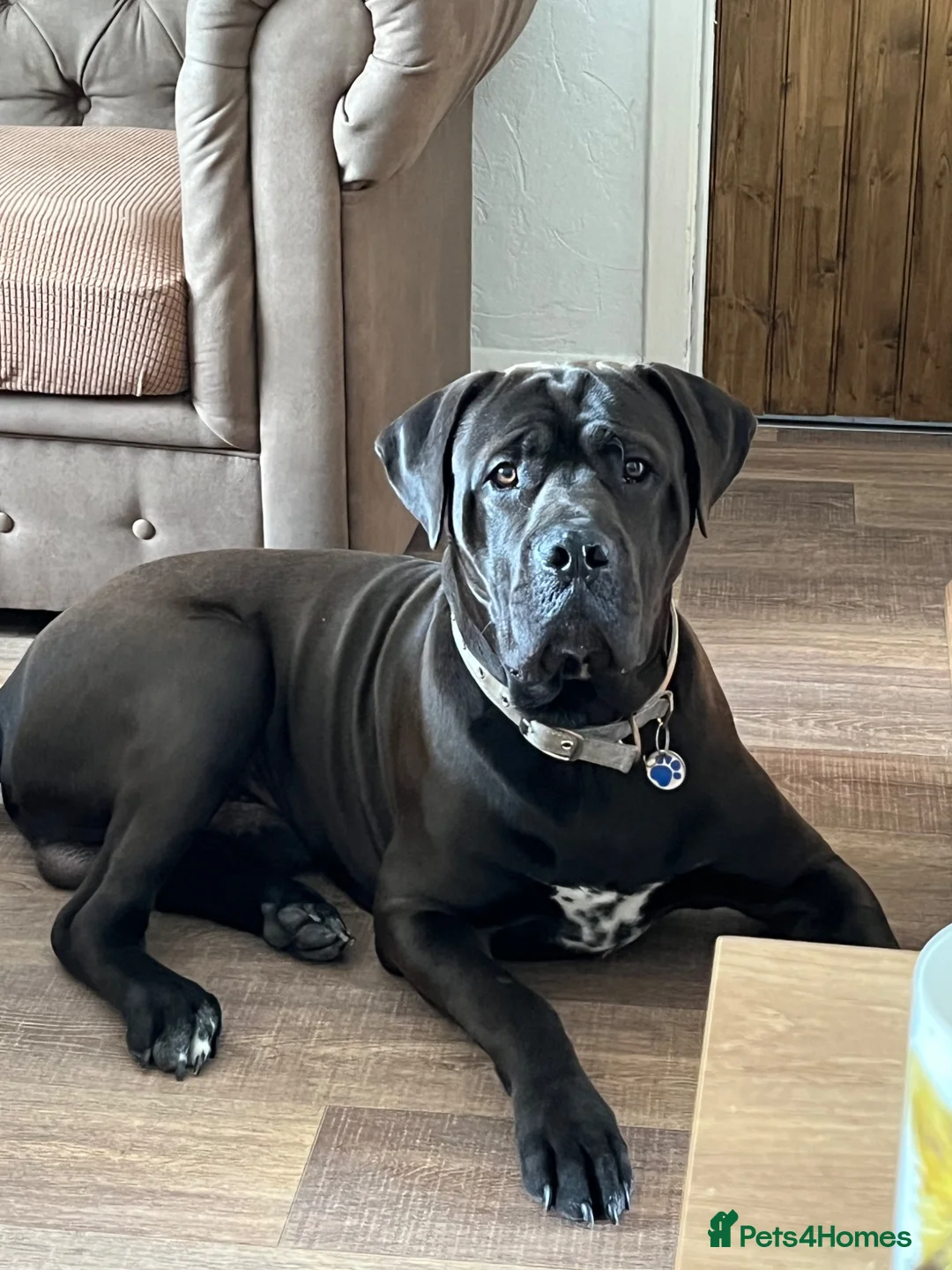 Mixed Breed dogs for sale: DDB X Dalmatian  - Advert 2