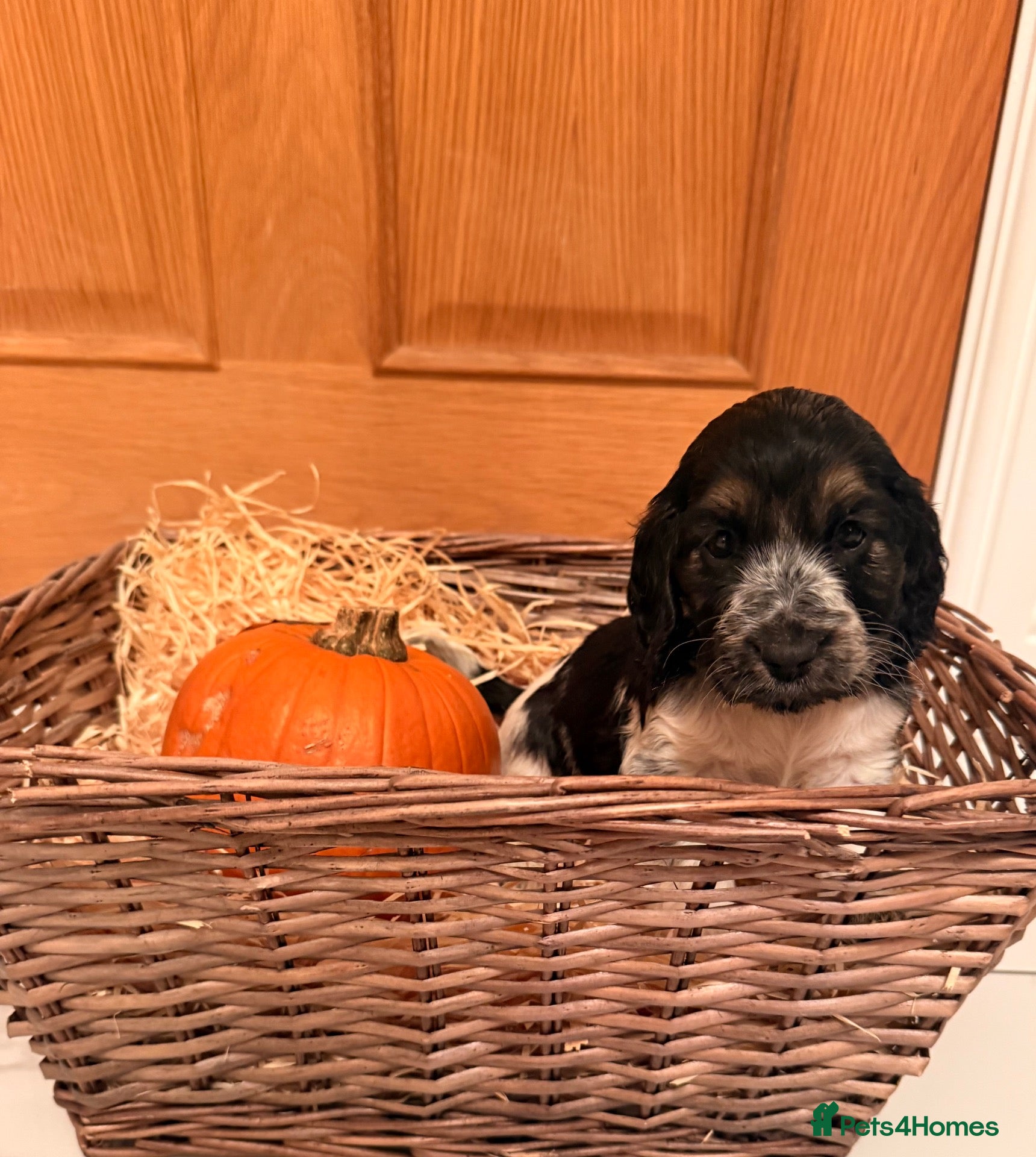 Cocker Spaniel dogs Show Cocker Spaniel puppies  - Advert 1