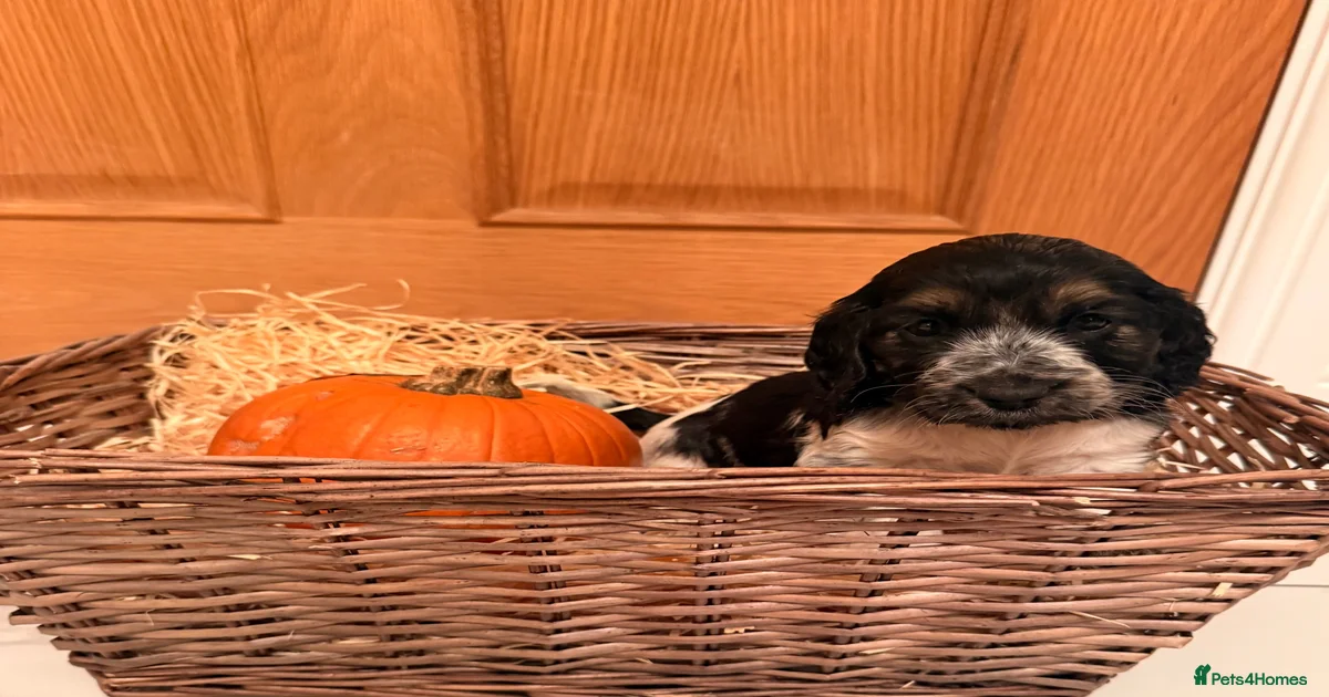 Cocker spaniels Puppies for sale | Pets4Homes