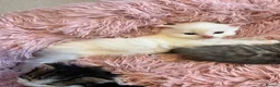 Turkish Angora cats for sale: Four Adorable Kittens!  - Advert 11