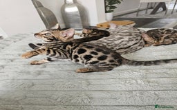 Bengal cats for sale: 3 HIGH QUALITY, PURE BLOODLINE BENGAL KITTENS  - Image 5
