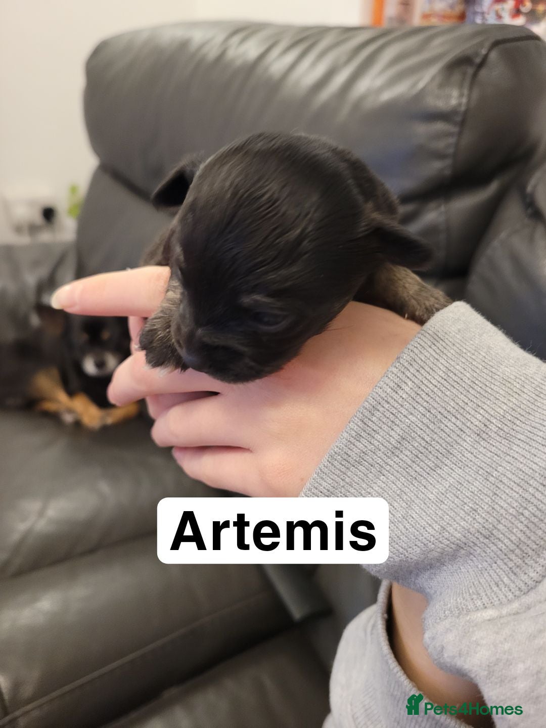 Chihuahua dogs for sale: 5 chihuahua puppies - Advert 4