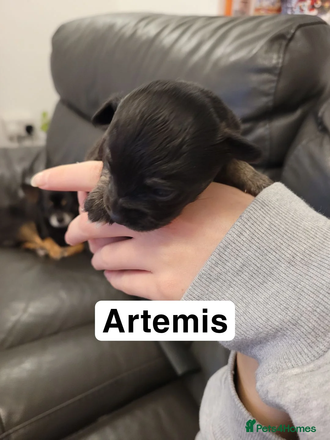 Chihuahua dogs for sale: 5 chihuahua puppies - Advert 4