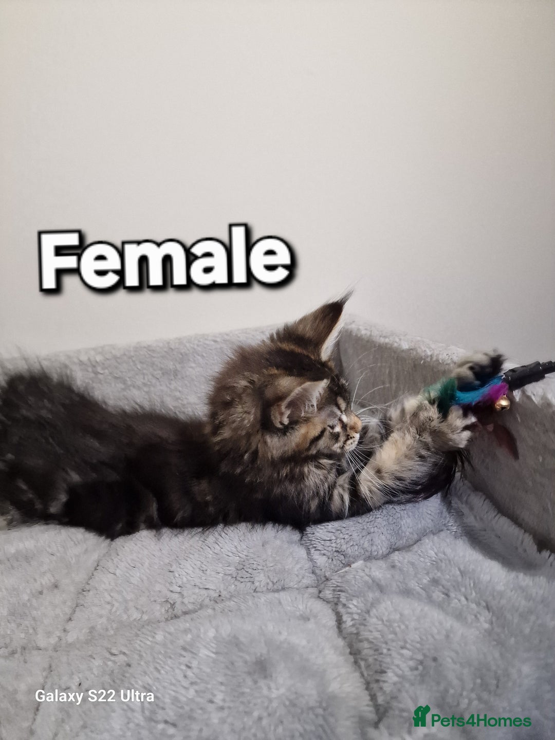 Maine Coon cats for sale: 💥Pure Maine coon😻 - Advert 19