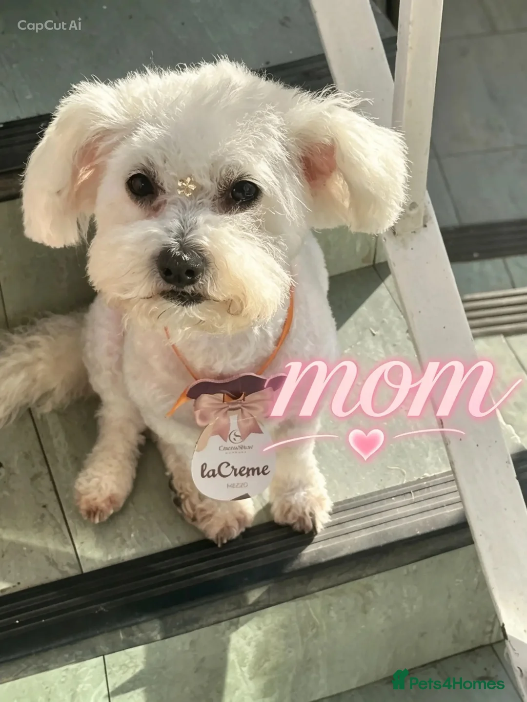 Maltipoo dogs for sale: Cute maltipoo ready to rehomes - Advert 1