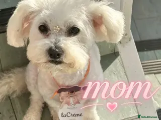 Maltipoo dogs Cute maltipoo ready to rehomes - Advert 9