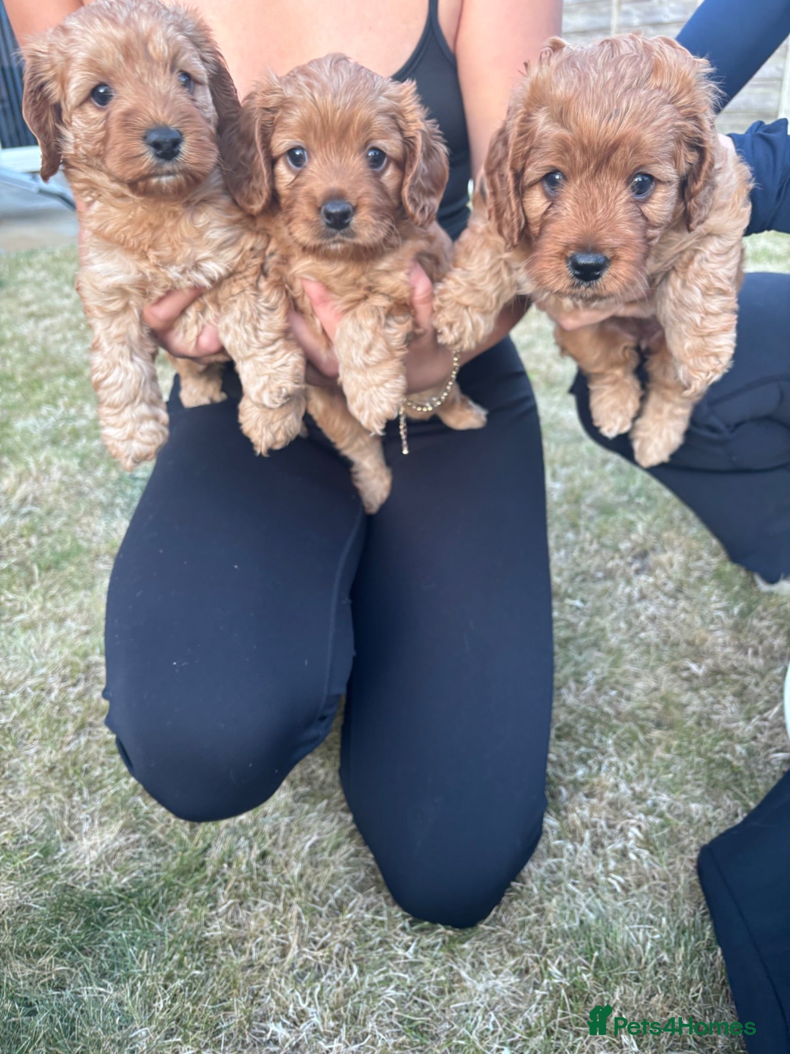 Cockapoo dogs BEAUTIFUL RED TOY COCKAPOOS! - Advert 2