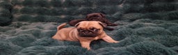Pug dogs for sale: 2 Adorable pug puppies for sale  - Advert 23