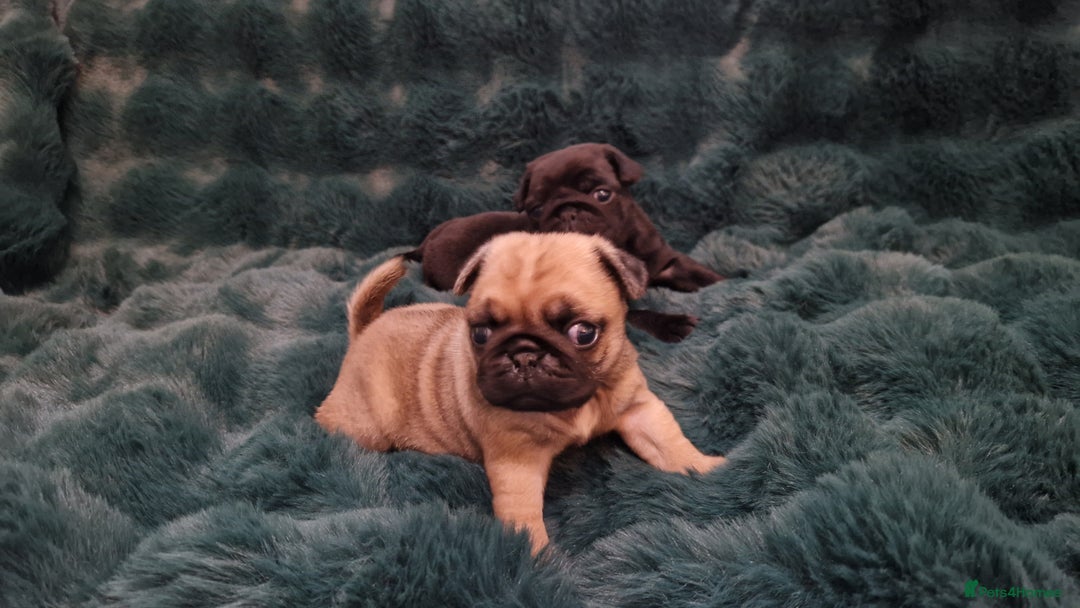 Pug dogs for sale: 2 Adorable pug puppies for sale  - Advert 23