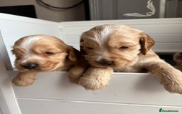 Cocker Spaniel dogs for sale: Extremely  - Image 4