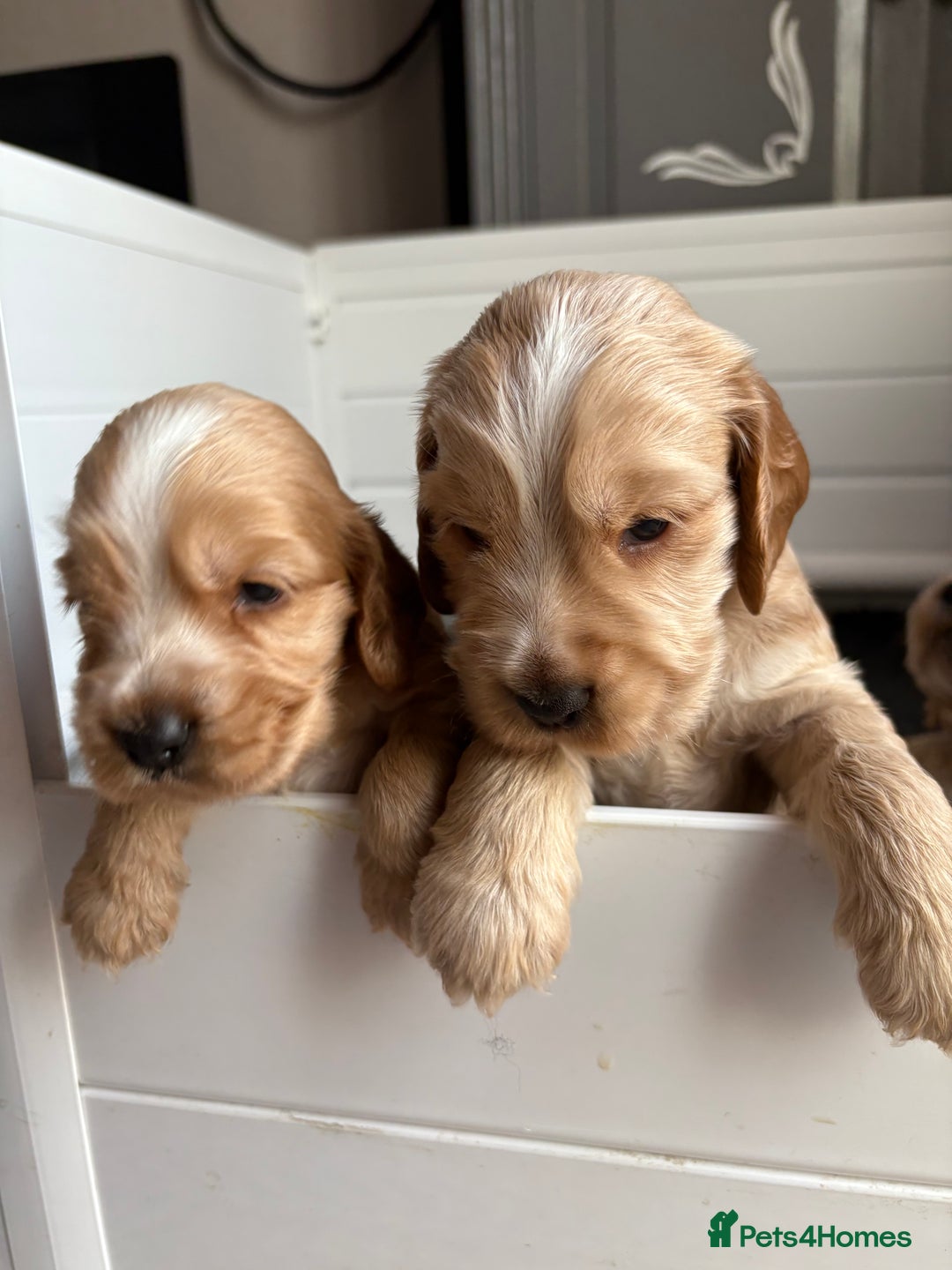 Cocker Spaniel dogs for sale: Extremely  - Image 4