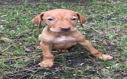 Hungarian Vizsla dogs for sale: PEDIGREE VIZSLA PUPS HIP & ELBOW TESTED PARENTS   - Image 17