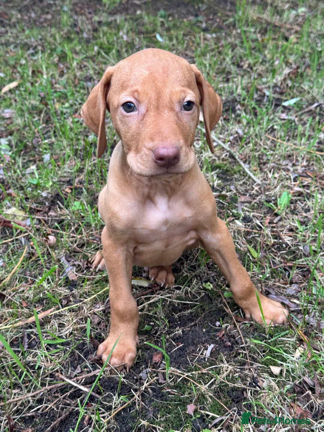 Hungarian Vizsla dogs for sale: PEDIGREE VIZSLA PUPS HIP & ELBOW TESTED PARENTS   - Image 17