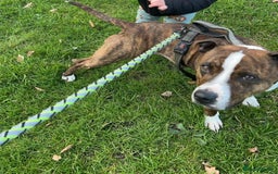 Staffordshire Bull Terrier dogs for sale: Staffy puppies  - Image 10