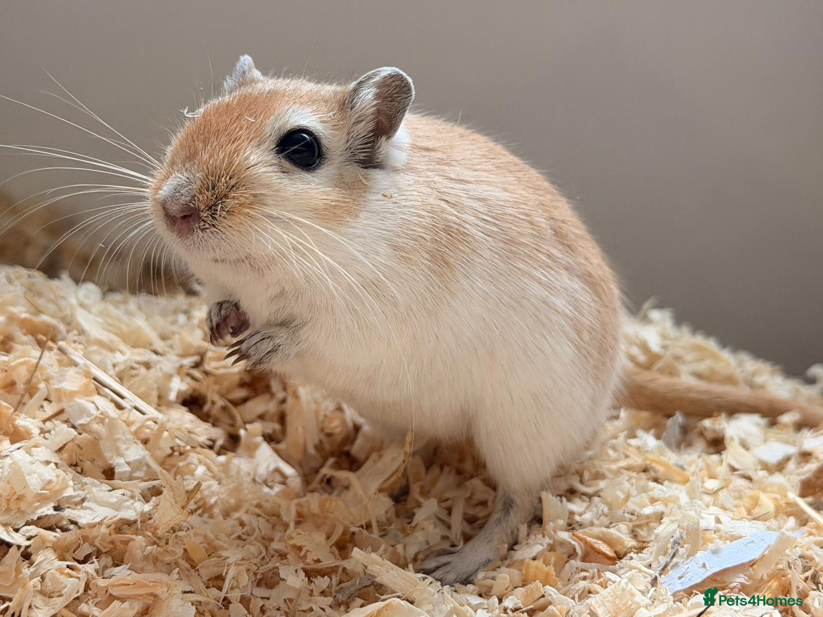 Gerbil rodents Friendly Young Male Gerbil – Around 4 Months Old - Advert 2