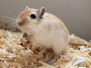 Gerbil rodents Friendly Young Male Gerbil – Around 4 Months Old - Advert 2