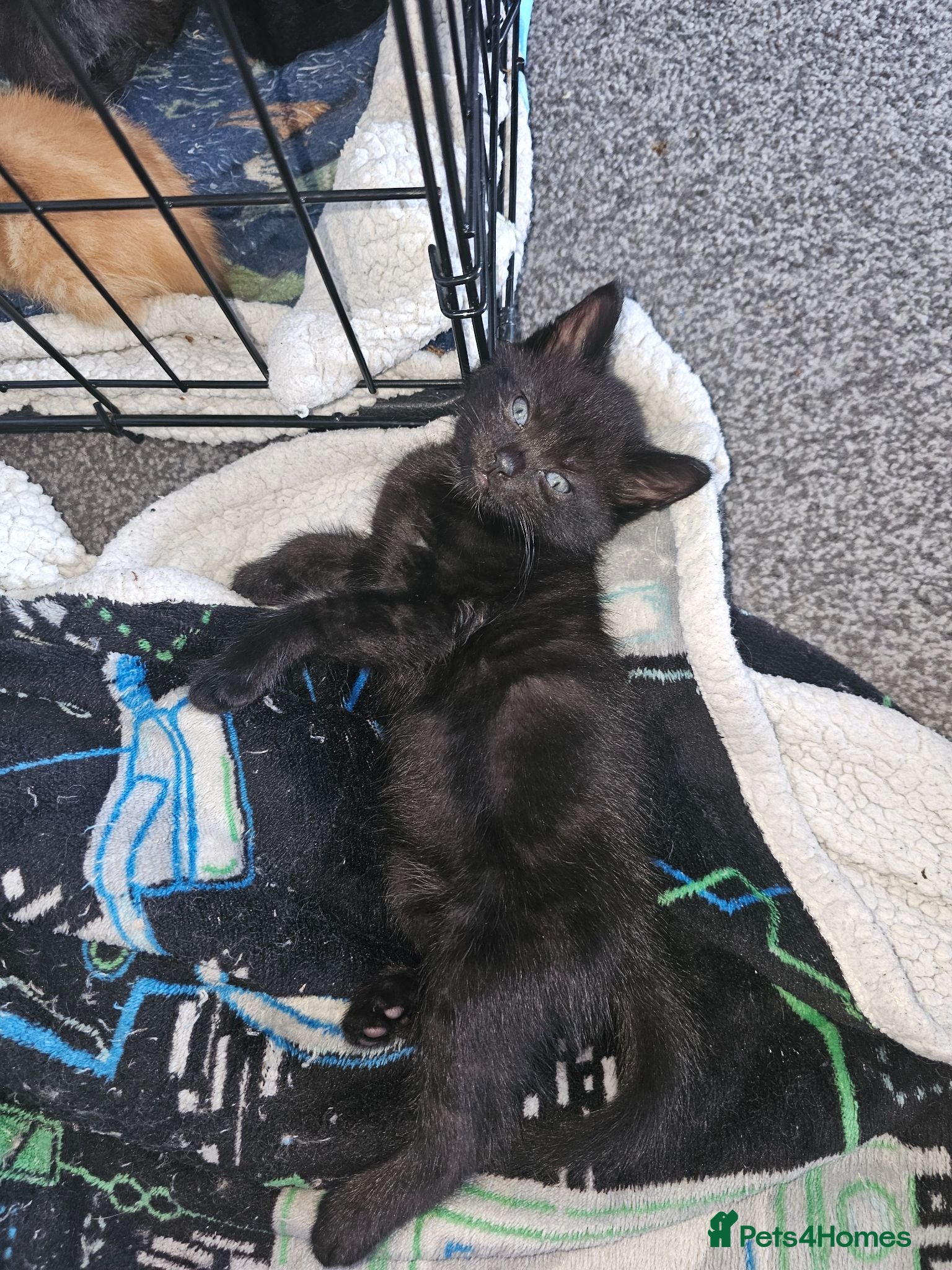 Mixed Breed cats Beautiful kittens for sale  - Advert 4