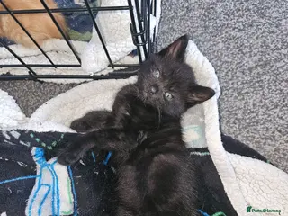 Mixed Breed cats Beautiful kittens for sale - Advert 4