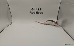 Rat rodents for sale: OCT: 32 Rats (7 Rats: 4 Boys, 3 Girls Left) - Advert 23