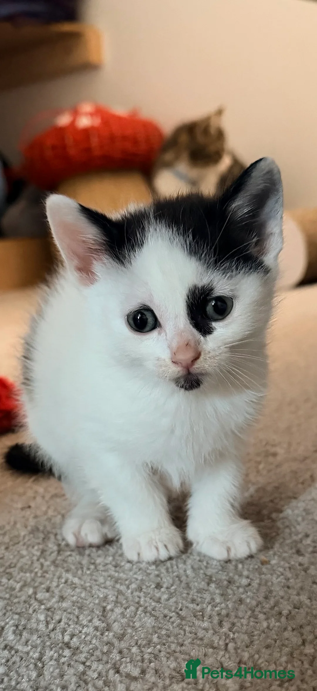 Mixed Breed cats for sale: Two little babies looking for their forever homes - Advert 2