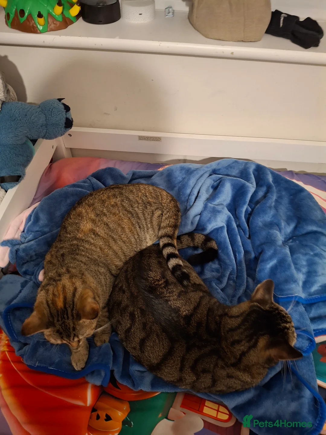 Bengal cats for sale: 1 bengal cat 1 domestic cat - Advert 2