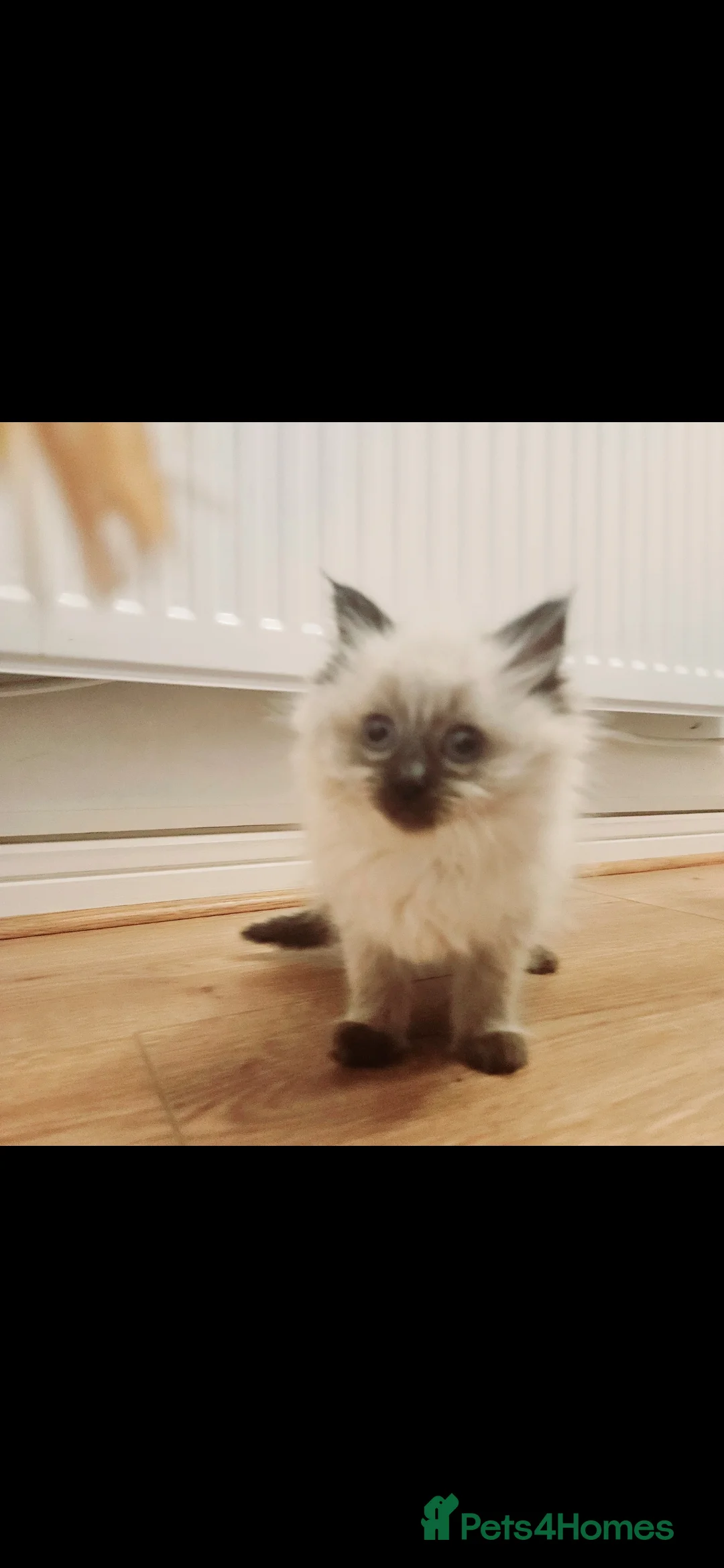 Ragdoll cats for sale: Ragdoll kittens  - Advert 7