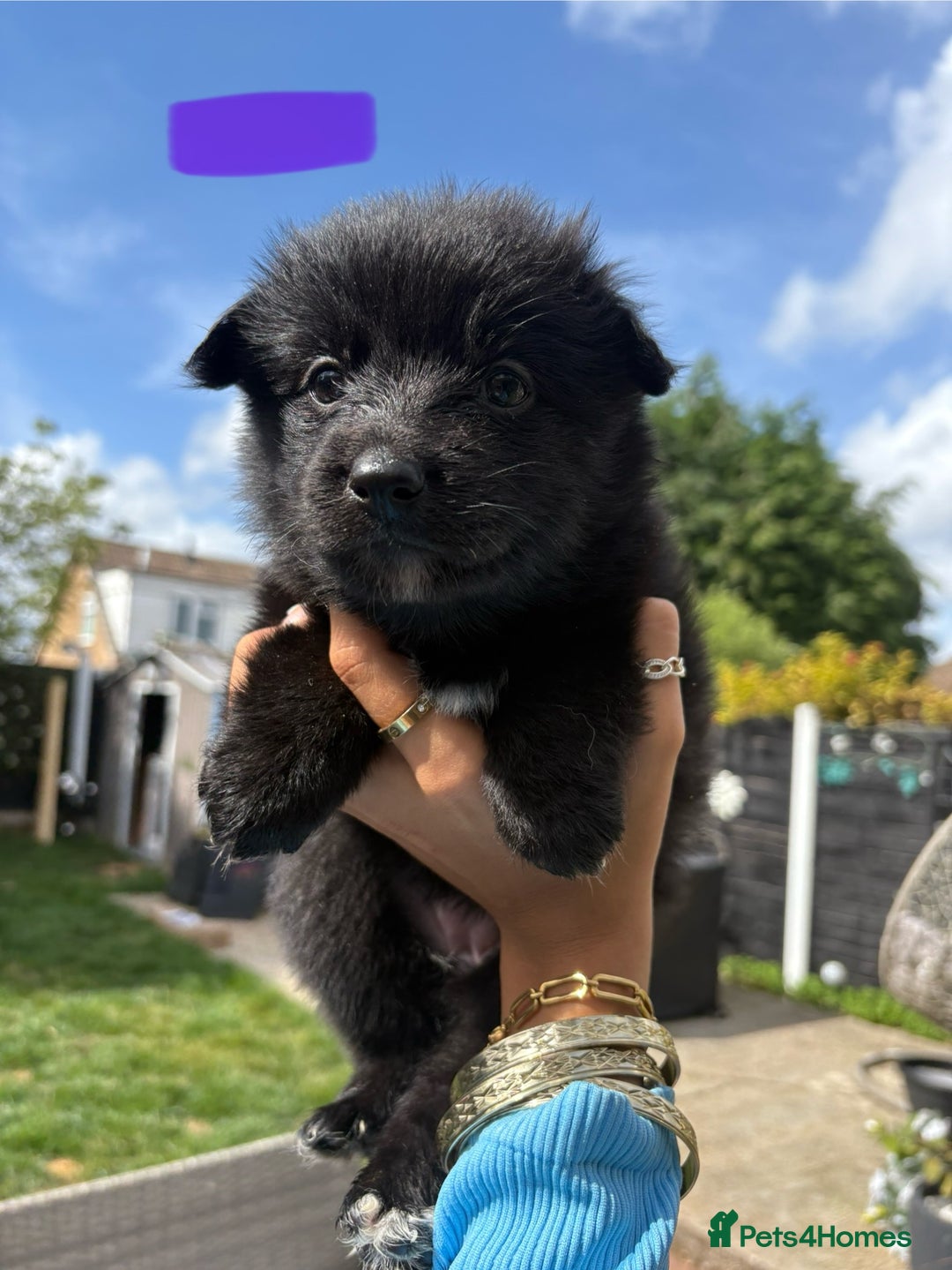 Mixed Breed dogs for sale: The most amazing pomsky  x german shepherd babies  - Image 12