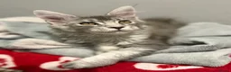 Maine Coon cats for sale: GCCF Female Blue Ticked Tabby Maine Coon Kitten - Advert 5