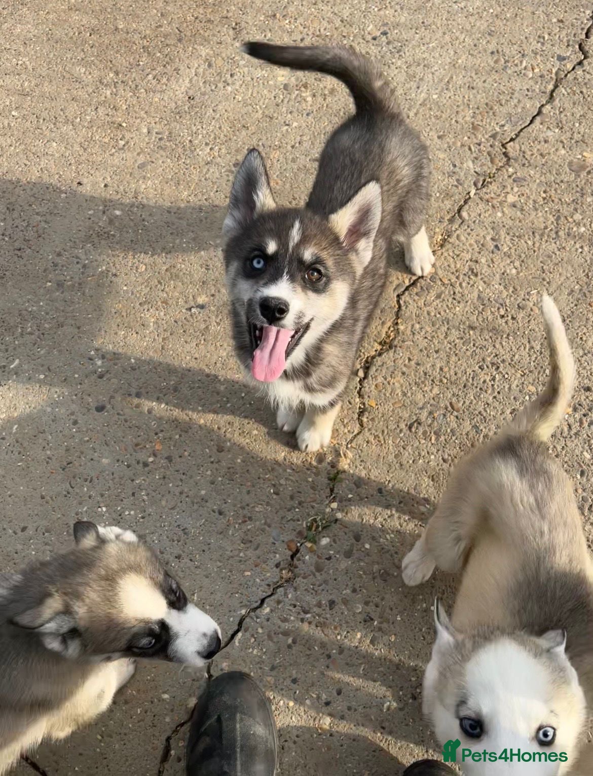 Siberian Husky dogs for sale: Stunning husky puppies  in Boston - Advert 18