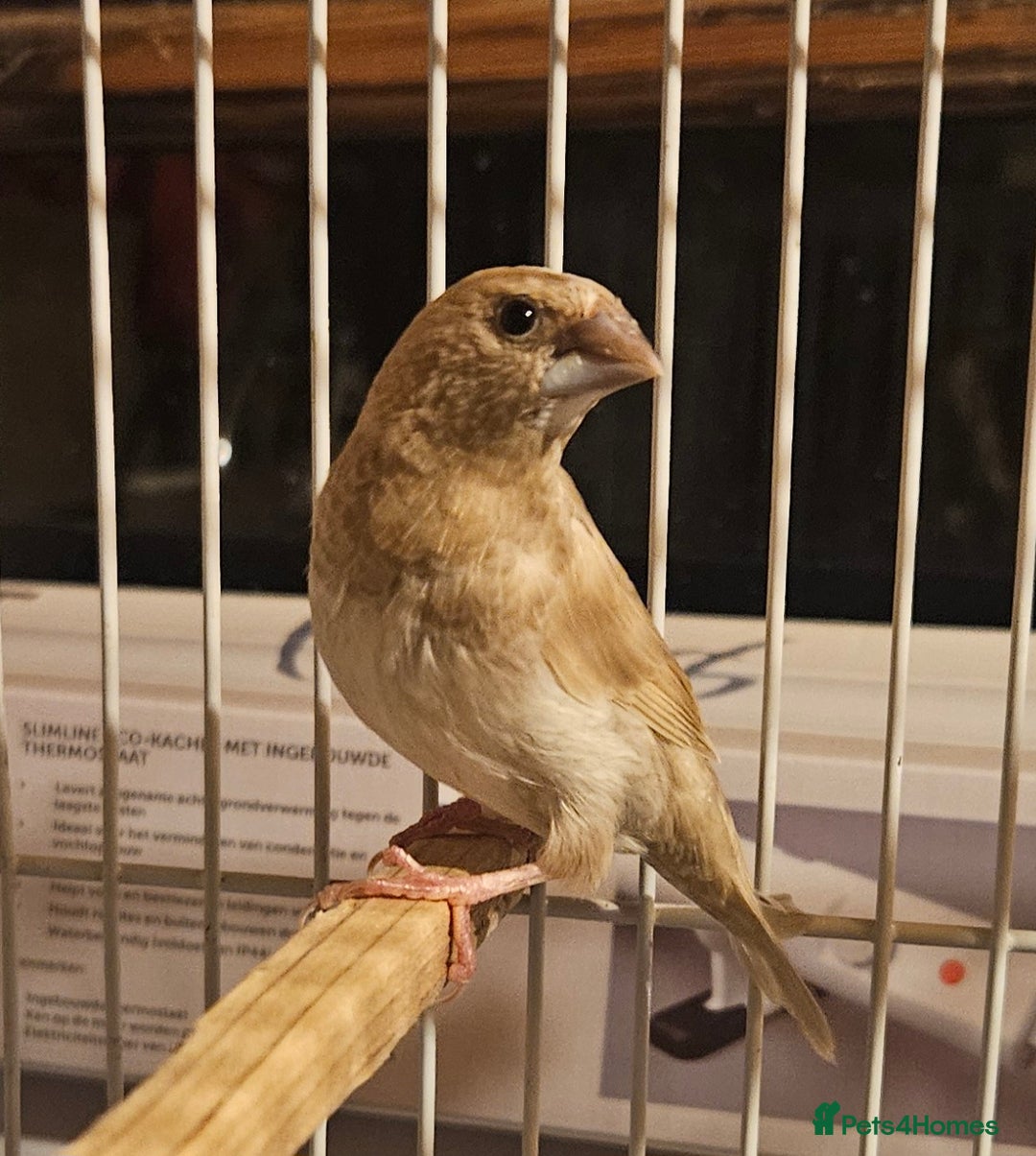 Finches birds for sale: Goldfinches, Bengalese finches & Zebra Finches - Advert 16