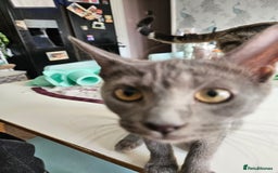 Maine Coon cats for sale: Maine Coon Kittens READY NOW parents not registere - Image 25