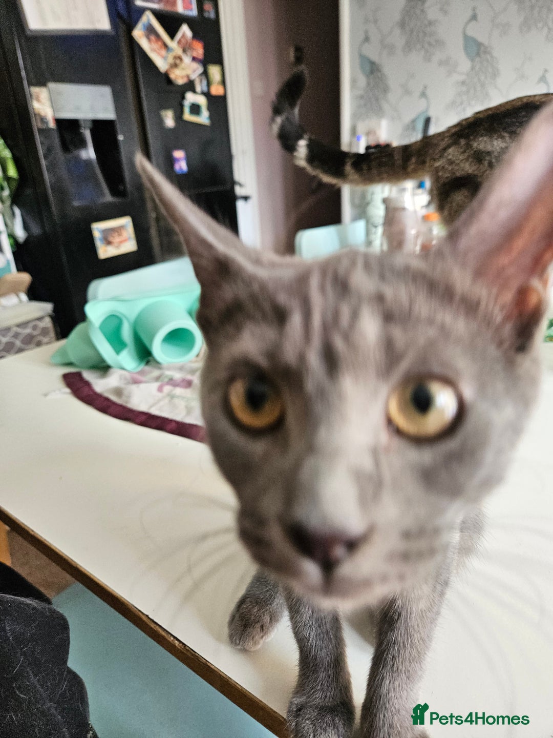 Maine Coon cats for sale: Maine Coon Kittens READY NOW parents not registere - Image 25