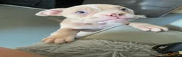 American Bully dogs for sale: Pocket bully puppies - Advert 7