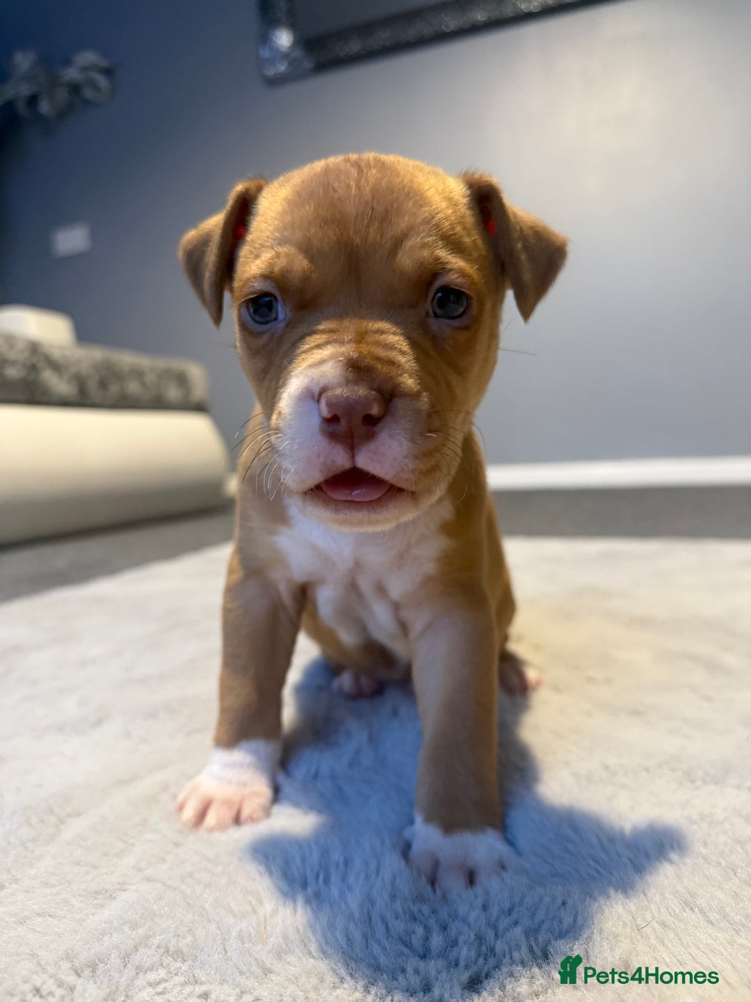 Cane Corso dogs for sale: CANE CORSO PUPPY CHAMPAGNE MERLE - Advert 4